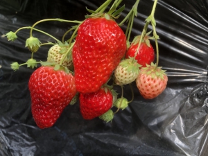 0320羽曽部さん②