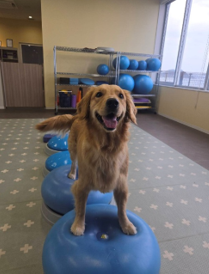 バランスボールの上に犬が乗っている